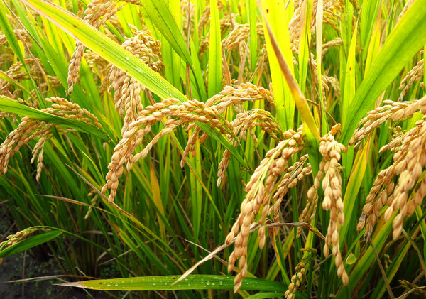 水稻会是下一个玉米吗